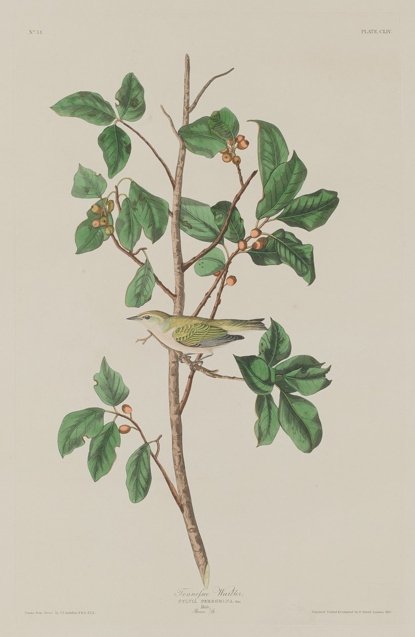 Tennessee pěnice od Robert Havell after John James Audubon