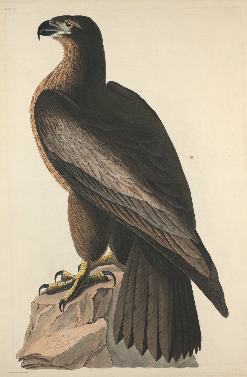The Bird of Washington nebo Great American Sea Eagle od Robert Havell after John James Audubon