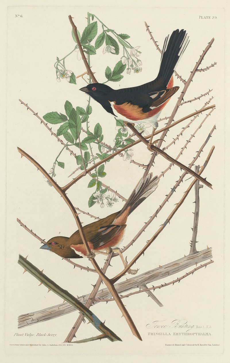 Towee Bunting od Robert Havell after John James Audubon