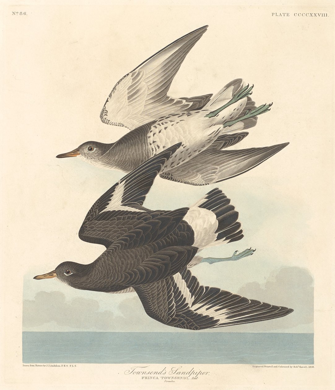 Sandpiper Townsendův od Robert Havell after John James Audubon
