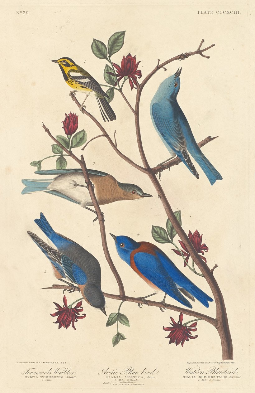Townsendův pěnice, arktický modrý pták a západní modrý pták od Robert Havell after John James Audubon
