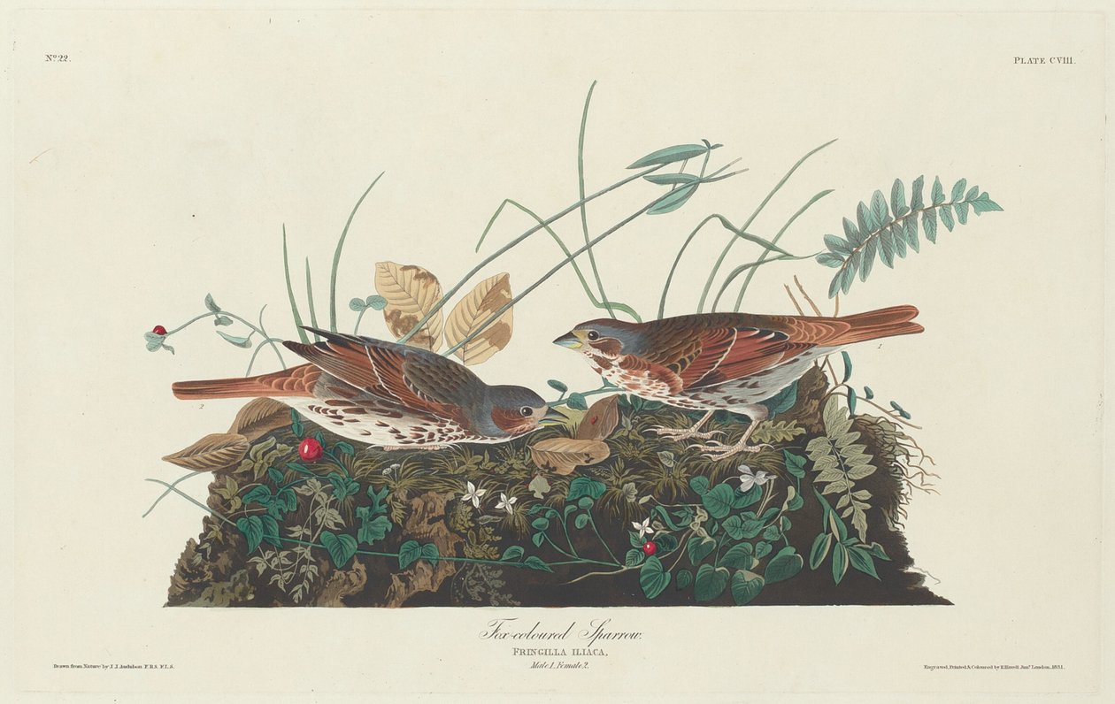 Dvoubarevný vrabec od Robert Havell after John James Audubon
