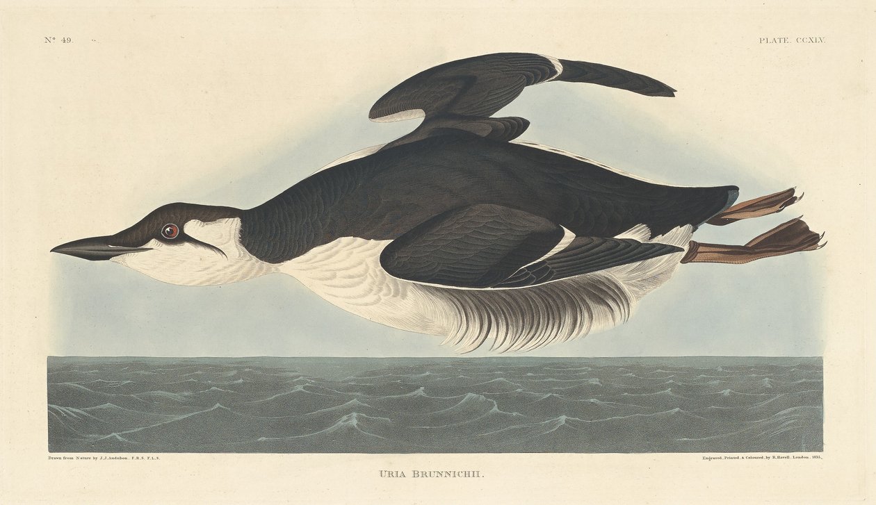 Uriah Brunnichii od Robert Havell after John James Audubon