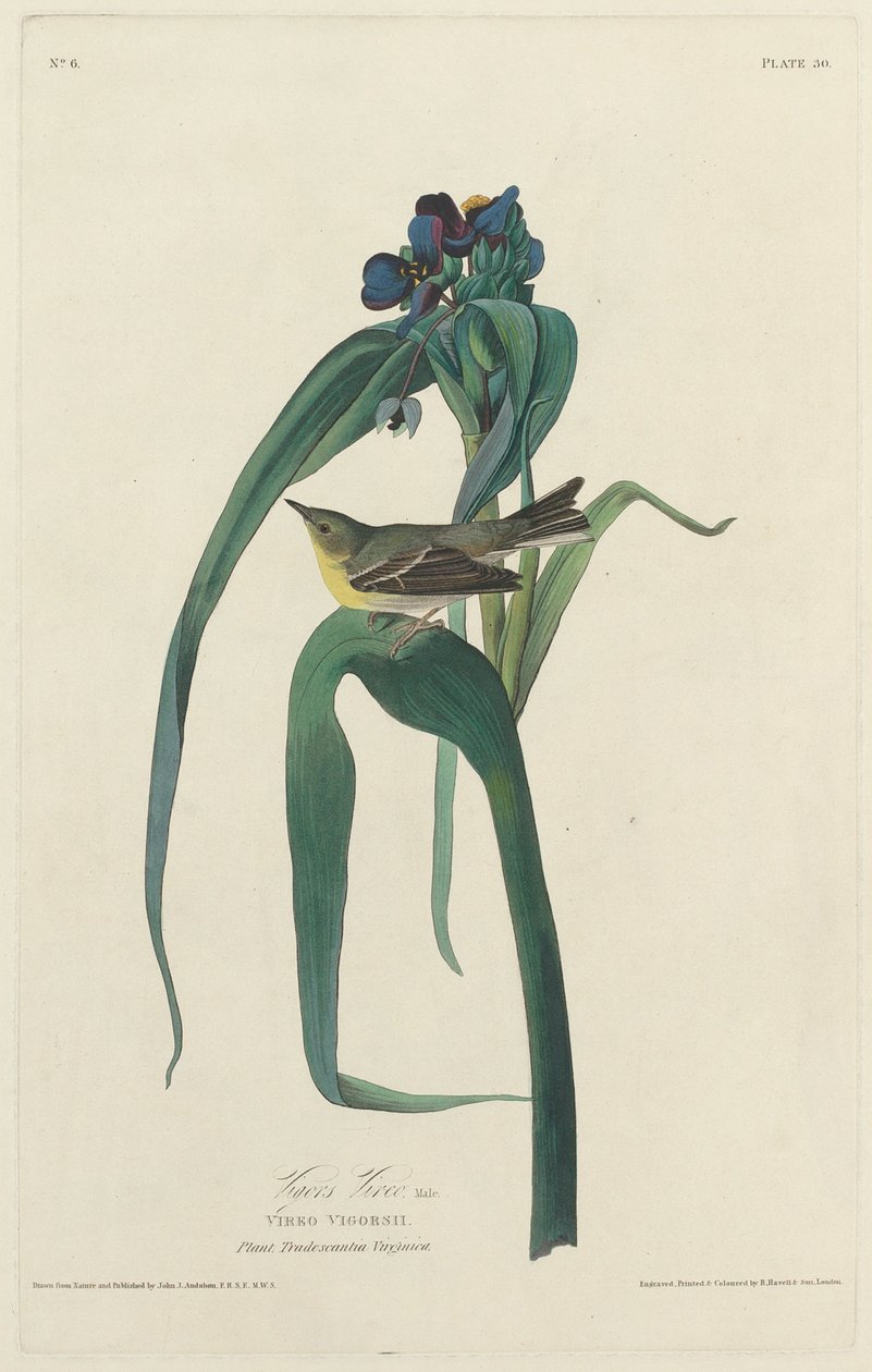 Vigor Vireo od Robert Havell after John James Audubon
