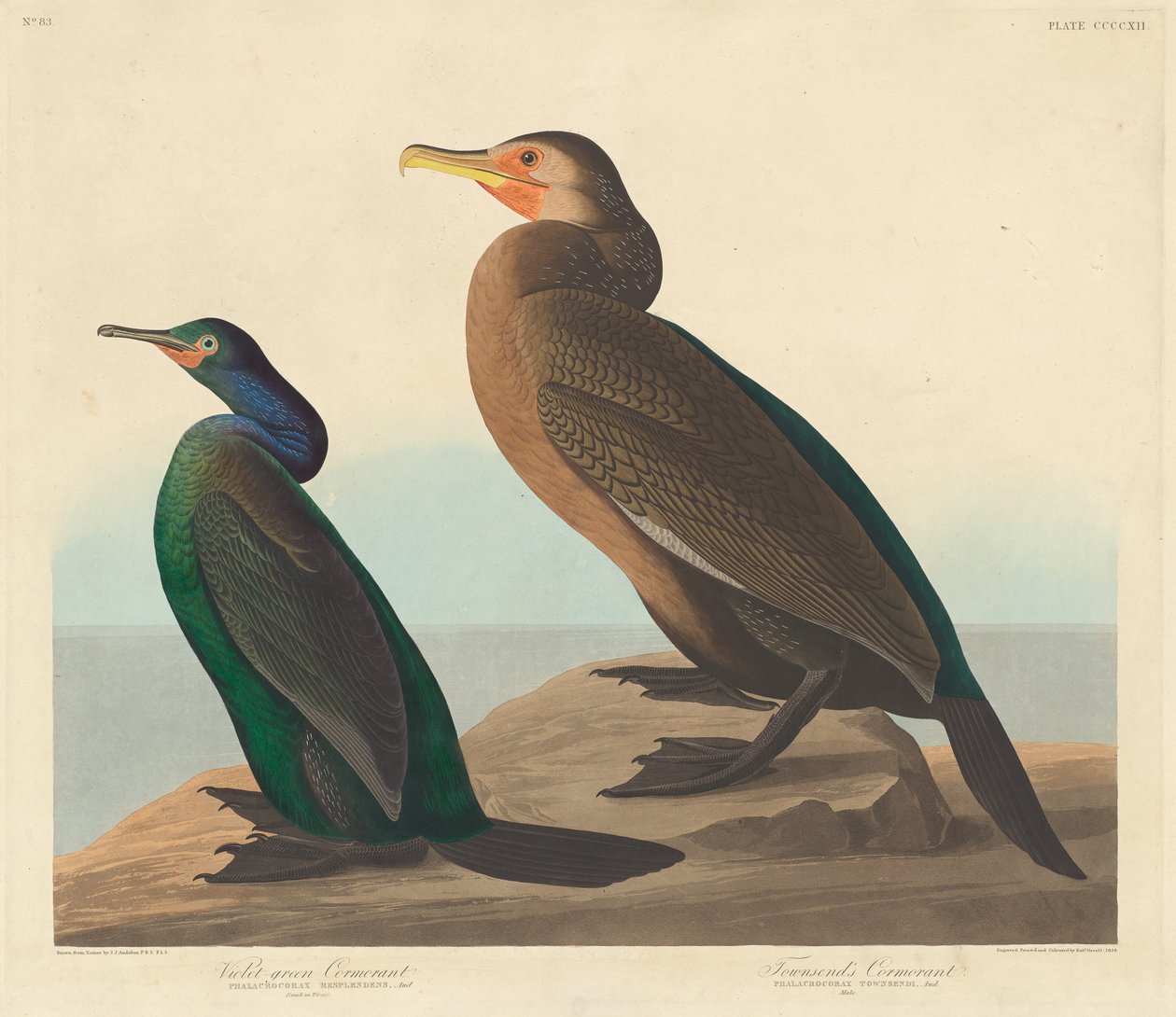 Kormorán fialovozelený a kormorán Townsendův od Robert Havell after John James Audubon