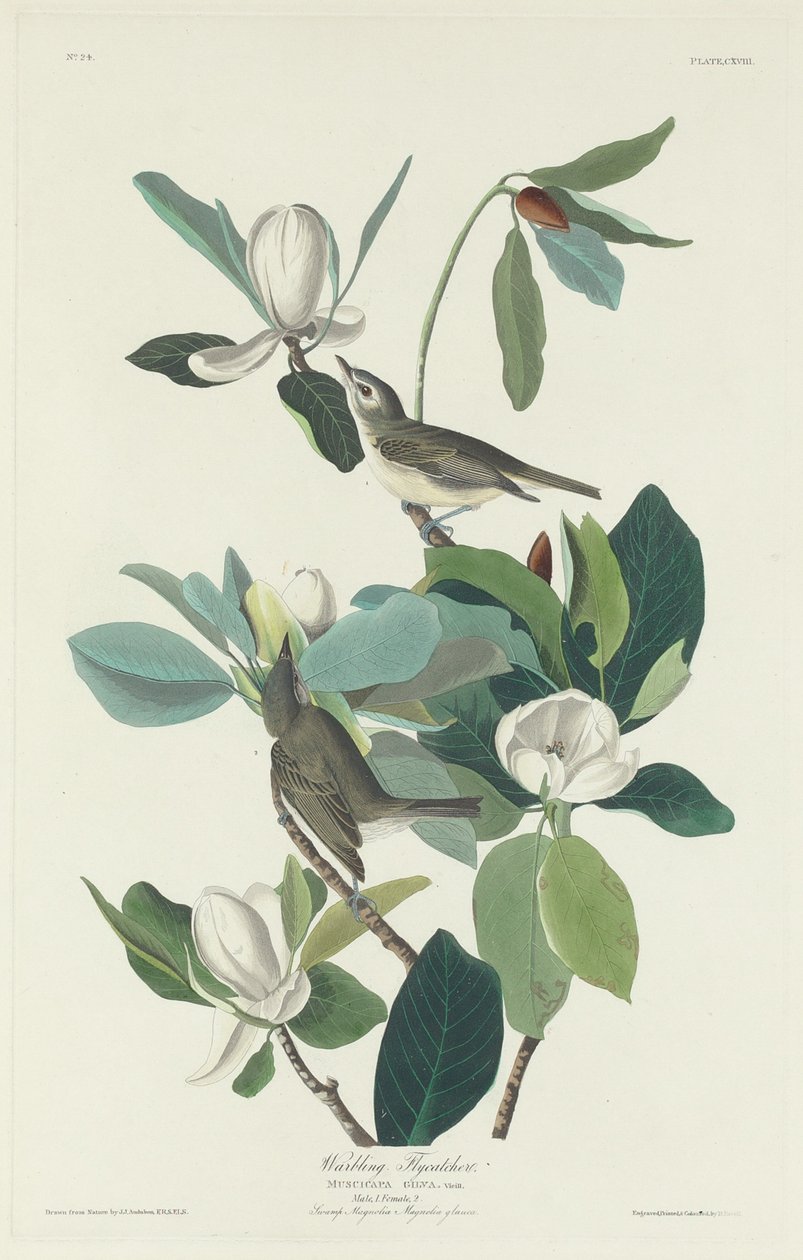 Mucholapka vlnící se od Robert Havell after John James Audubon