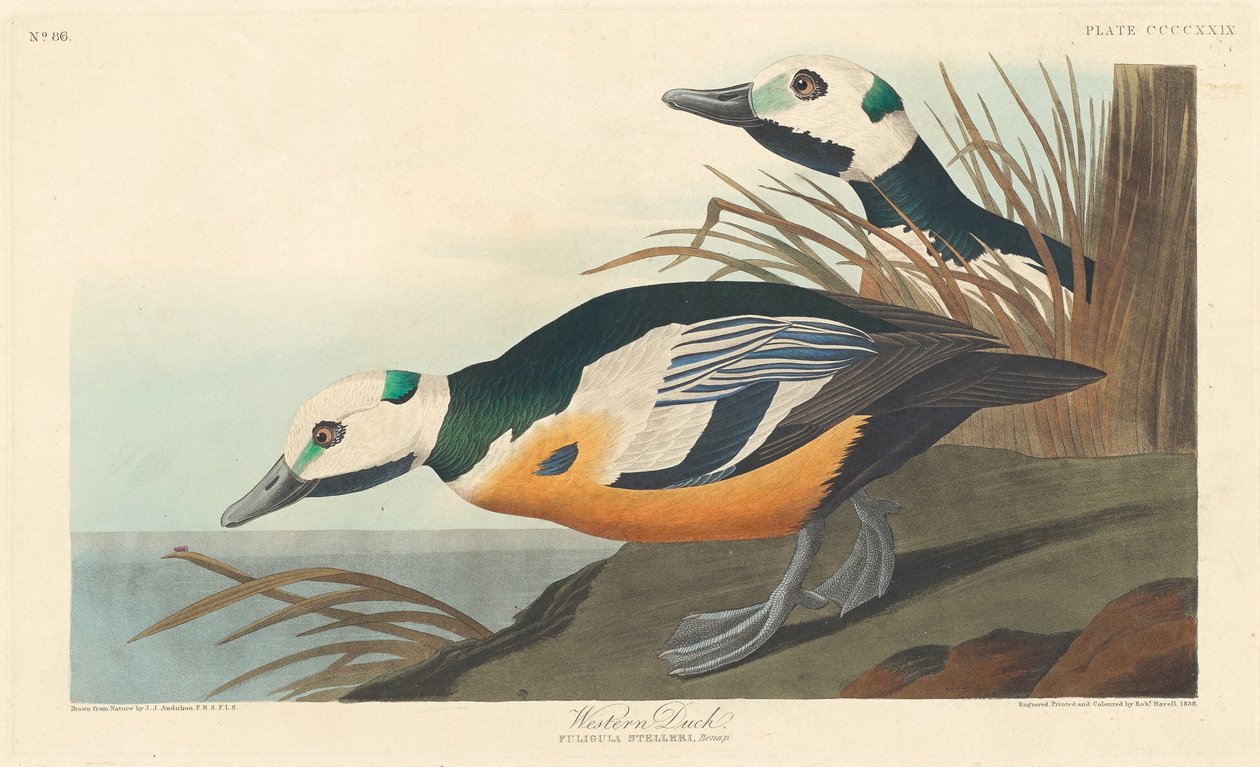 Západní kachna od Robert Havell after John James Audubon