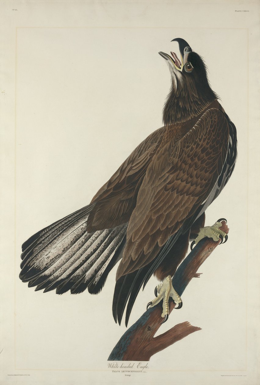 Orel bělohlavý od Robert Havell after John James Audubon