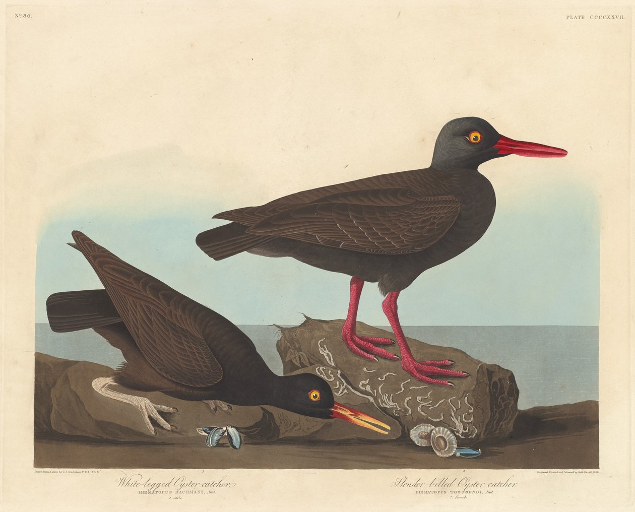 Ústřičník bělonohý a ústřičník štíhlý od Robert Havell after John James Audubon