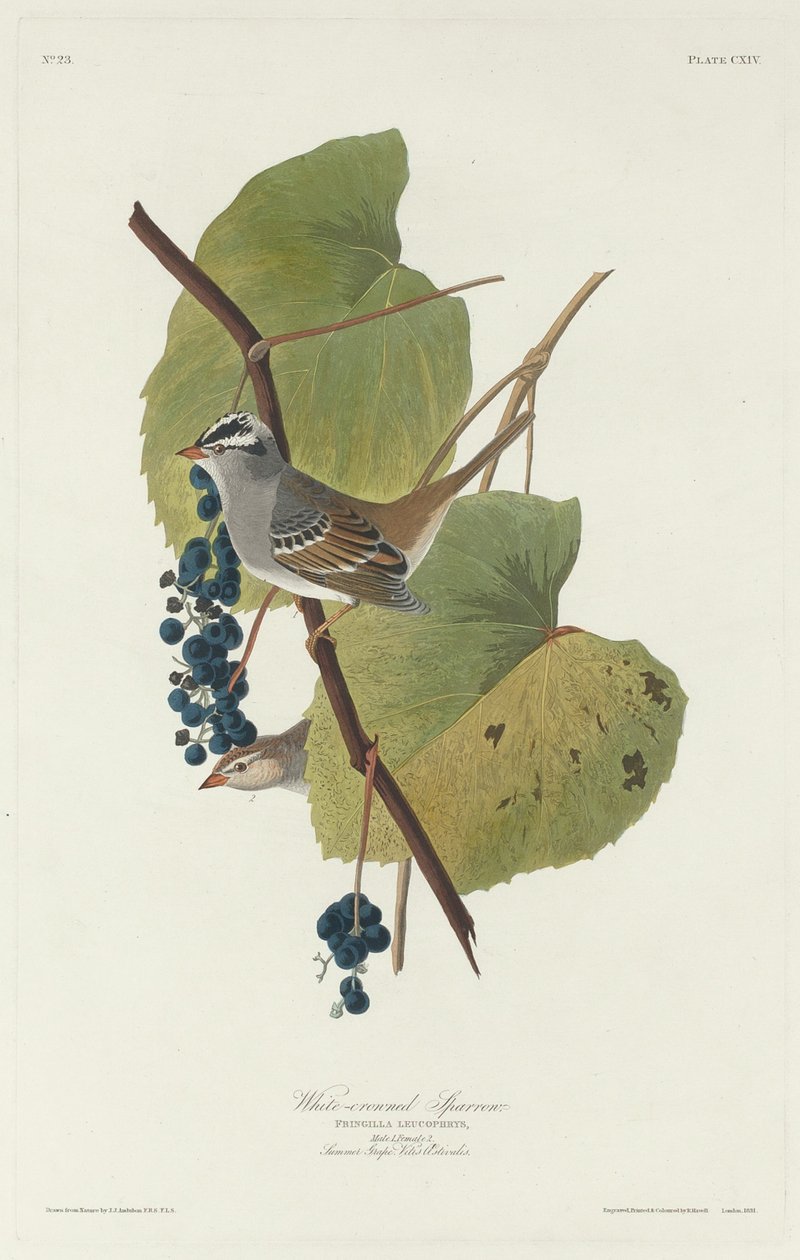 Vrabec bělokorunový od Robert Havell after John James Audubon