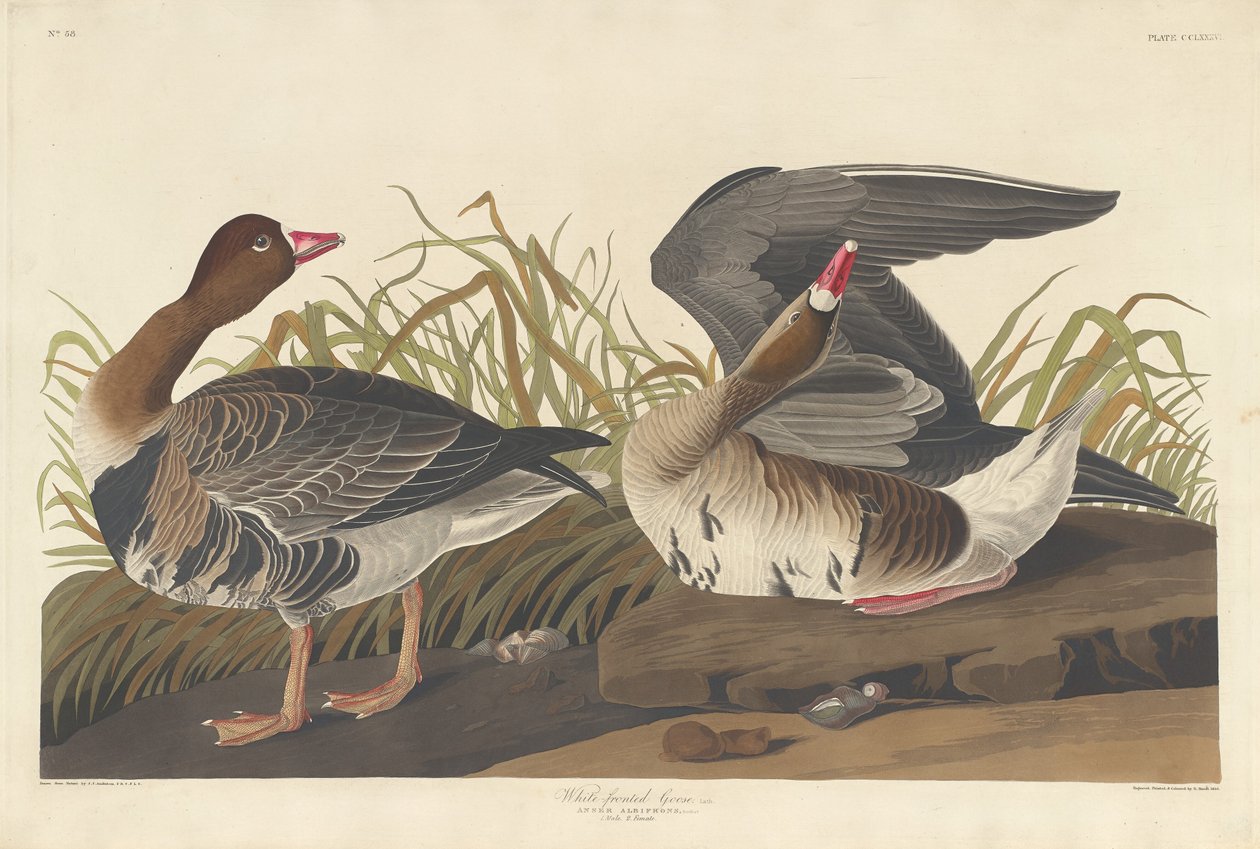 Husa běločelá od Robert Havell after John James Audubon
