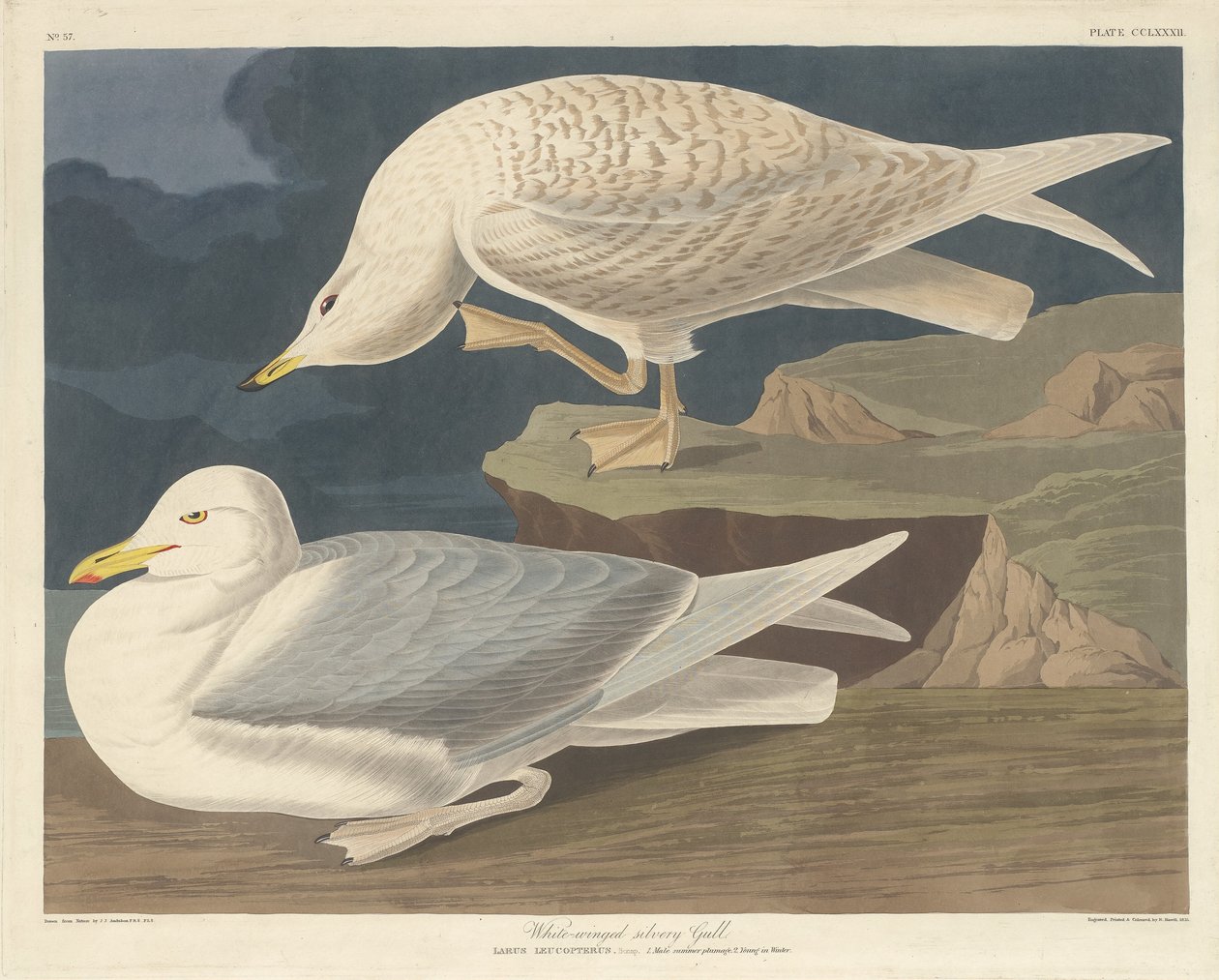 Racek bělokřídlý od Robert Havell after John James Audubon