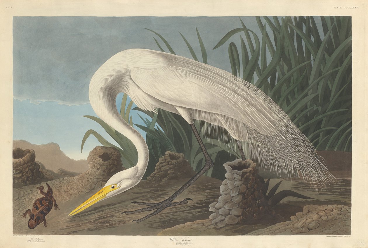 Bílá volavka od Robert Havell after John James Audubon