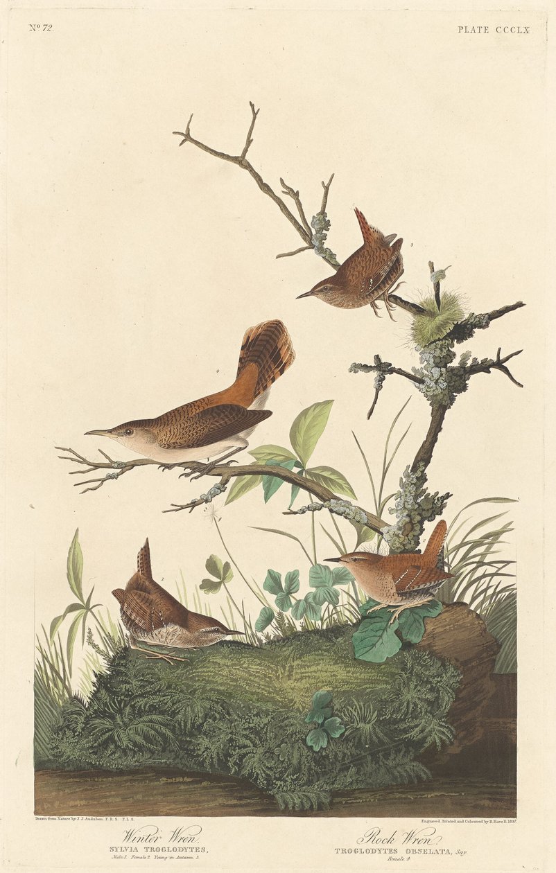 Střízlík zimní a střízlík skalní od Robert Havell after John James Audubon