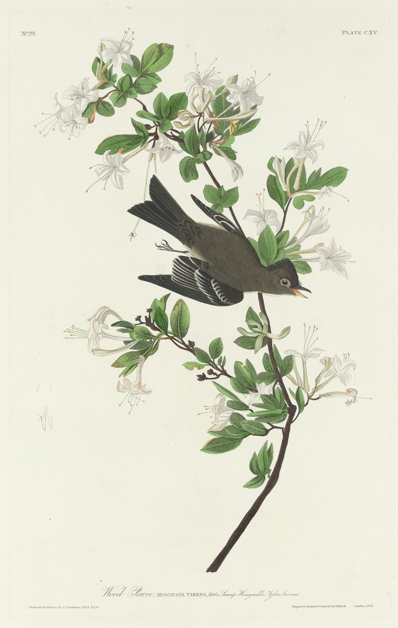 Dřevěný Pewee od Robert Havell after John James Audubon