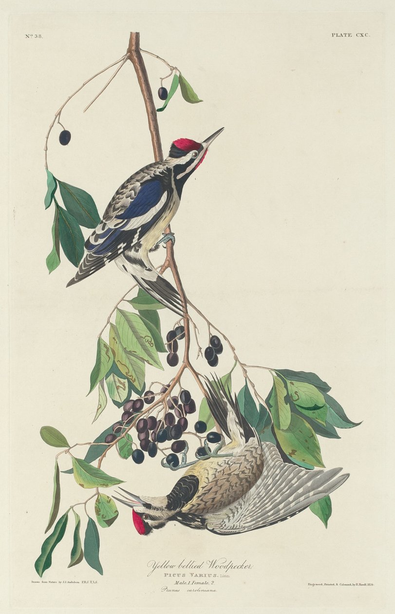 Datel žlutobřichý od Robert Havell after John James Audubon