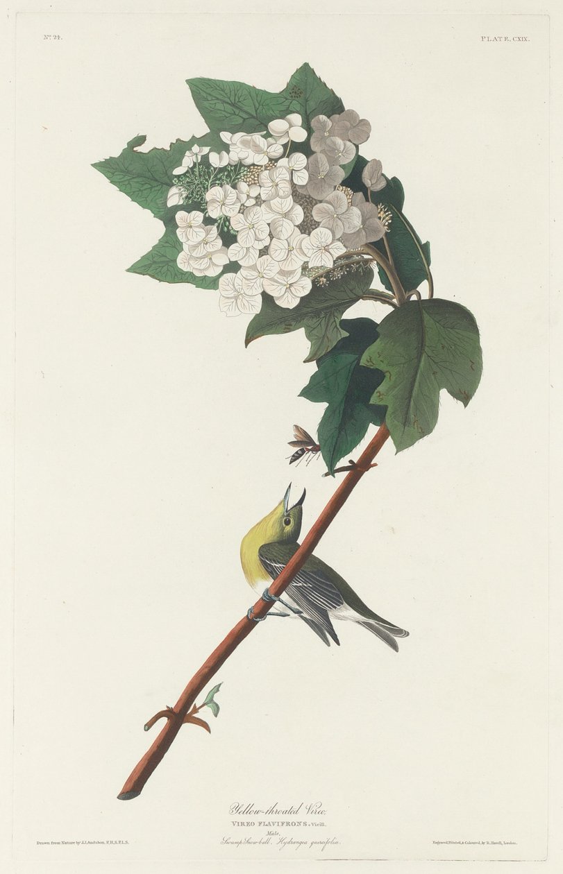 Vireo žlutohrdlý od Robert Havell after John James Audubon