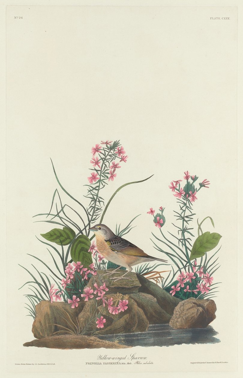 Vrabec žlutokřídlý od Robert Havell after John James Audubon