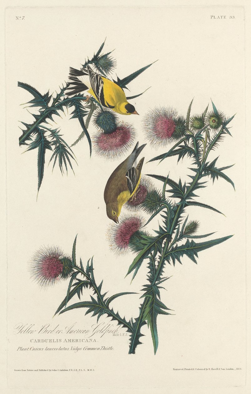 Žlutý pták nebo stehlík americký od Robert Havell after John James Audubon