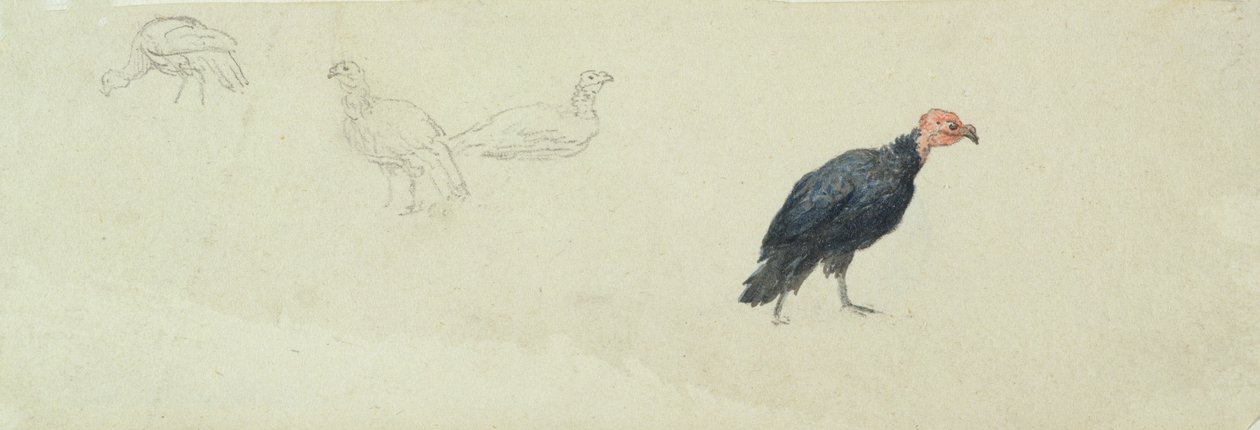 Studie krocana (čb a grafit na vliesovém papíře) od Robert Hills