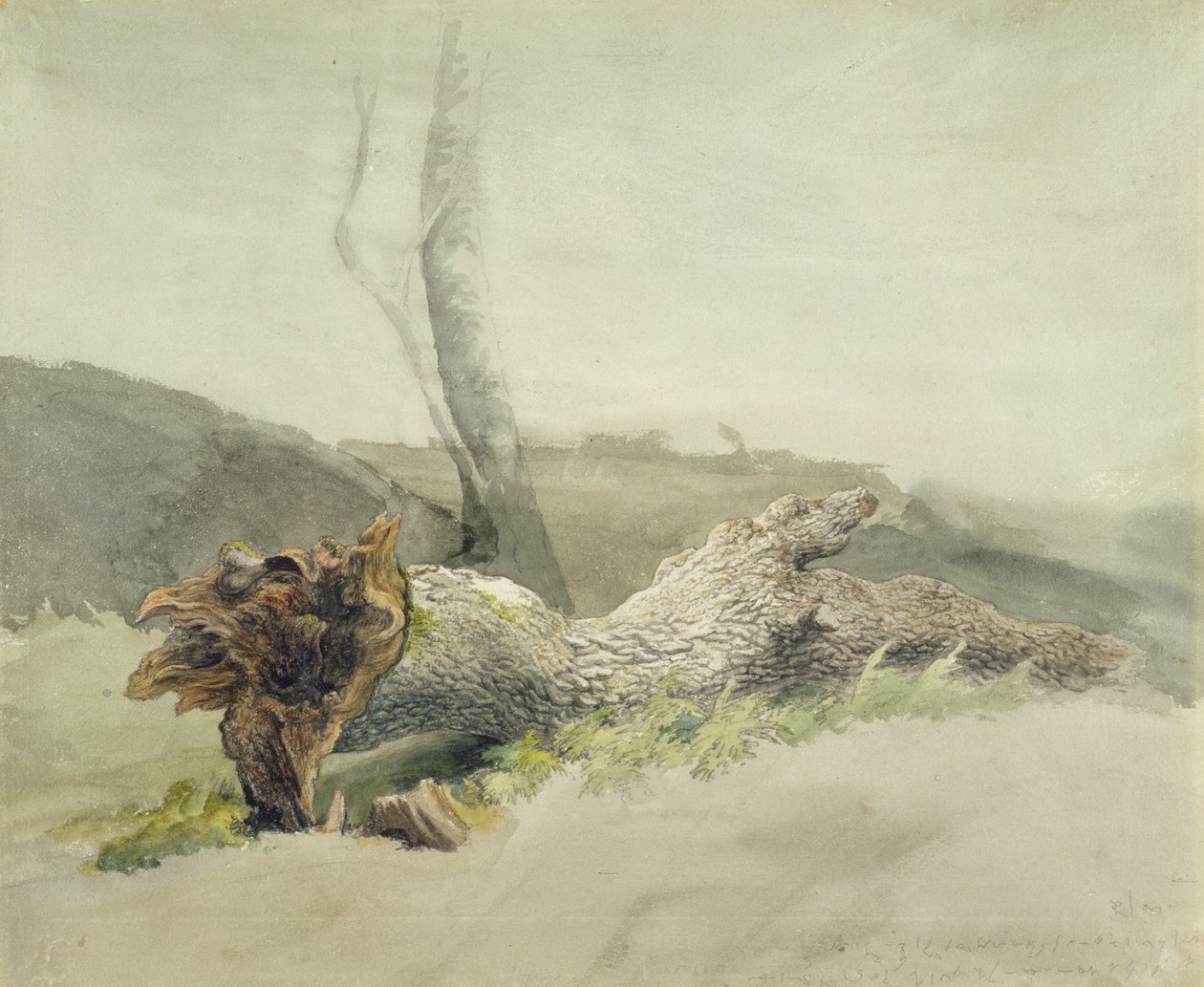 The Fallen Tree, c.1804 (wc přes grafit na tkaném papíře) od Robert Hills
