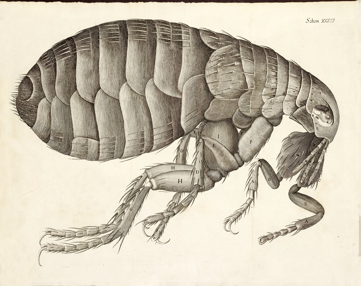 Průřez Blechou z Micrographia, pub. 1665 od Robert Hooke