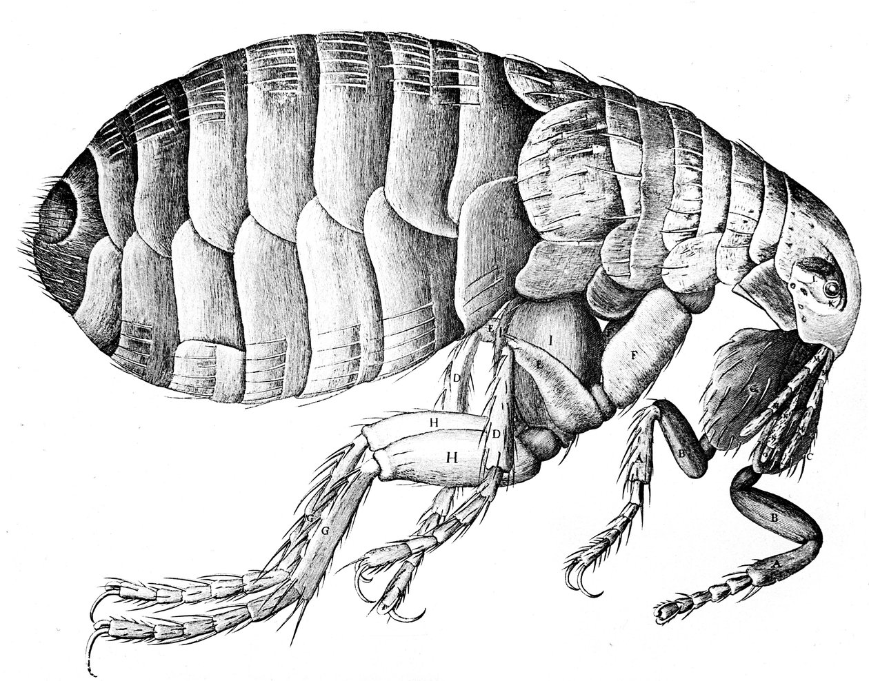 Blecha, krev sající parazitický hmyz bez křídel, 1665 od Robert Hooke