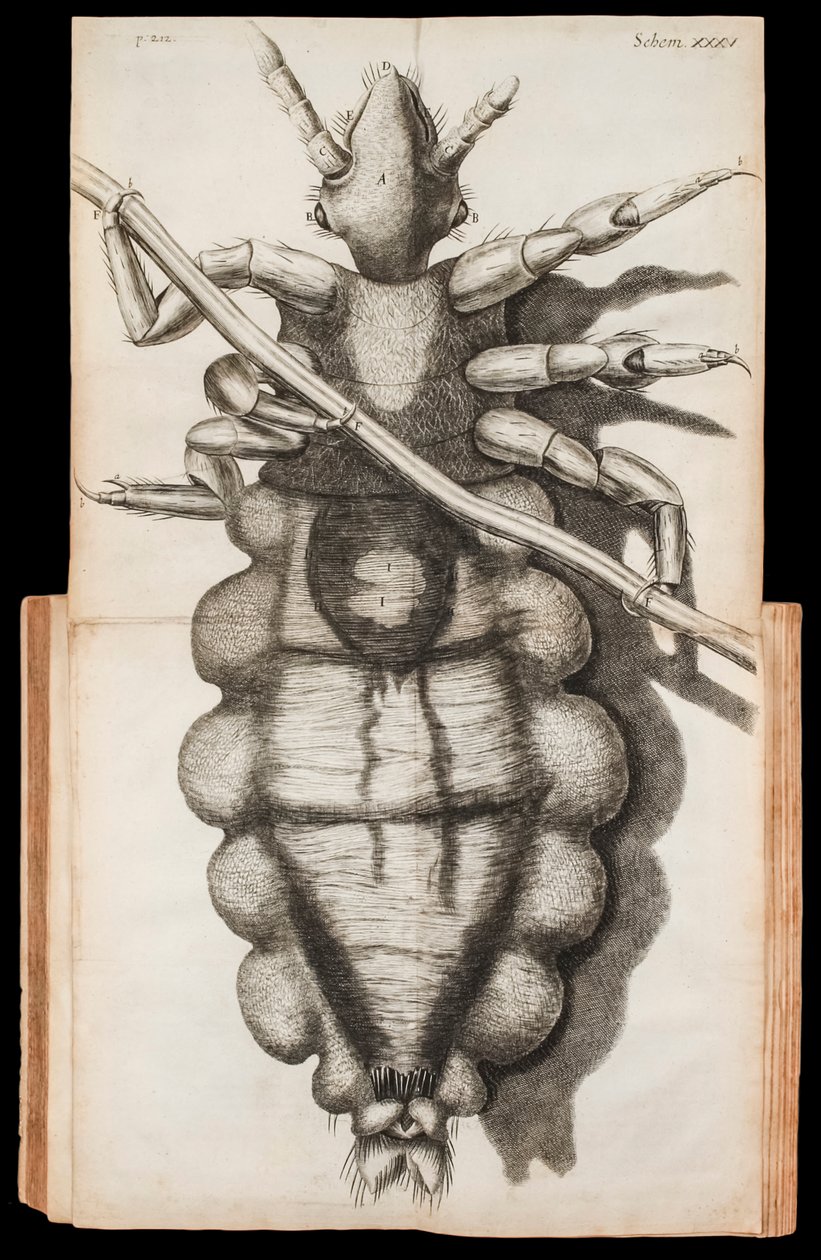 Skládací ilustrace vši na pramínku vlasů z „Micrographia“ o pozorováních mikroskopem od Roberta Hooka publikovaná v roce 1665 od Robert Hooke