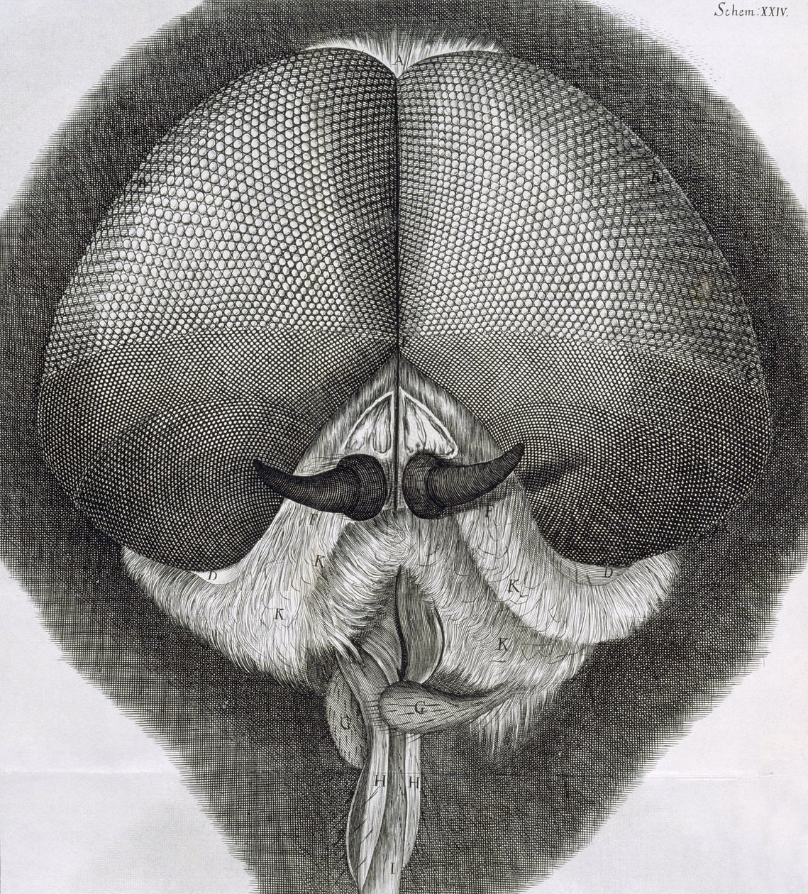 Šedá moucha, pozorování XXXIX z Hookes Micrographia, 1664 od Robert Hooke