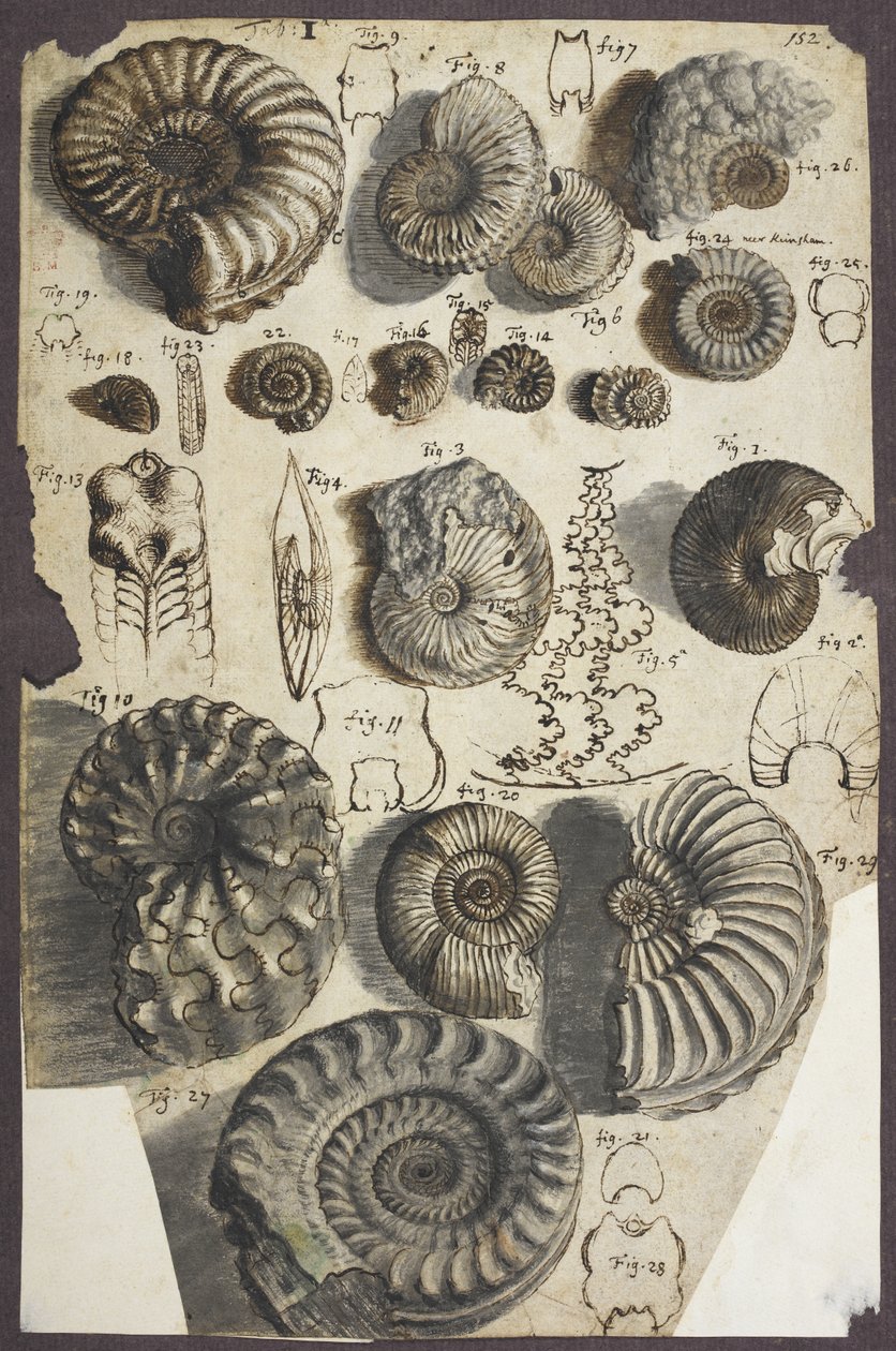 paní Add. 5262, č.p. 152 Hadí kameny (amonity) (pero a inkoust s mytím na papíře) od Robert Hooke
