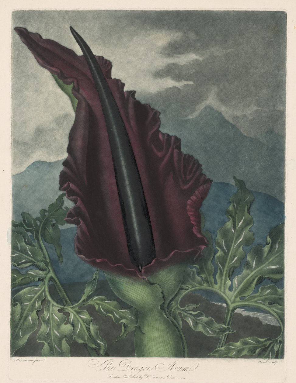 Dragon Arum, Black Calla nebo Solomon