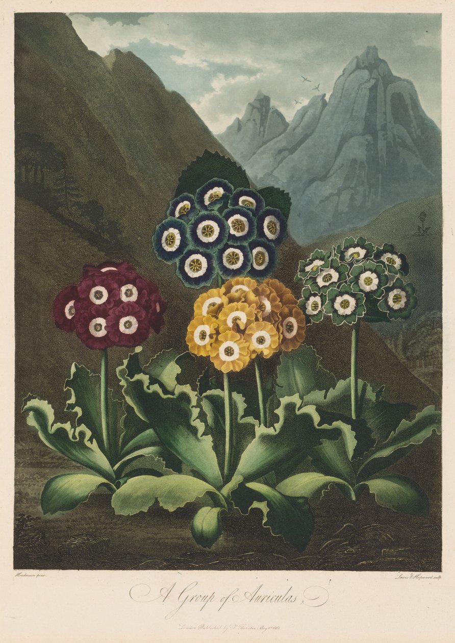 The Temple of Flora, or Garden of Nature: A Group of Auriculas, 1803. od Robert John Thornton