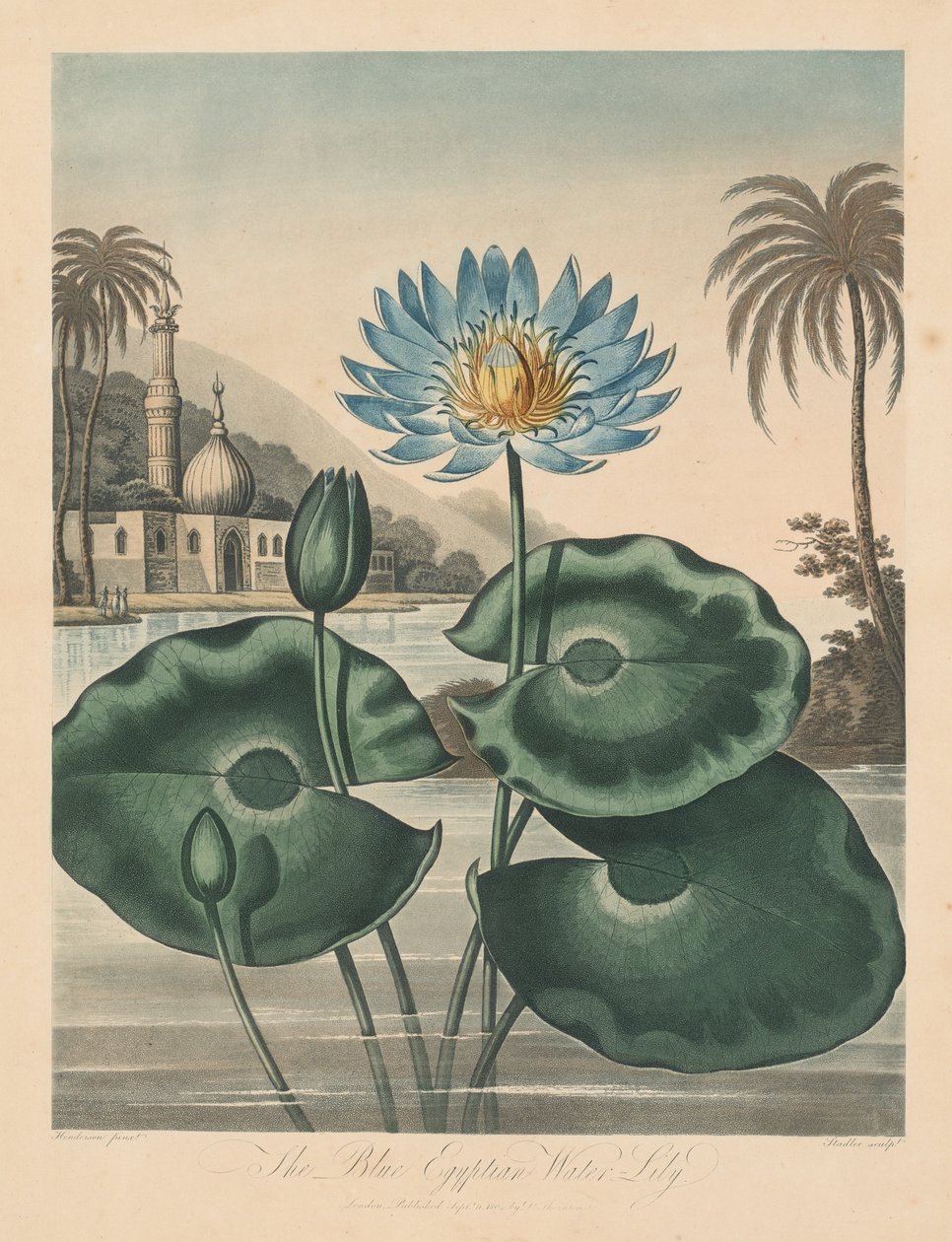 The Temple of Flora, or Garden of Nature: Blue Egyptian Waterlily, 1804. od Robert John Thornton