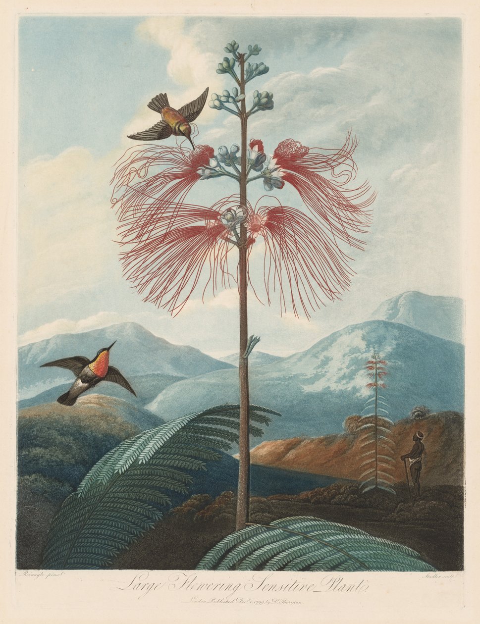 Chrám flóry nebo zahrada přírody: Velká kvetoucí citlivá rostlina, 1799-1807. od Robert John Thornton