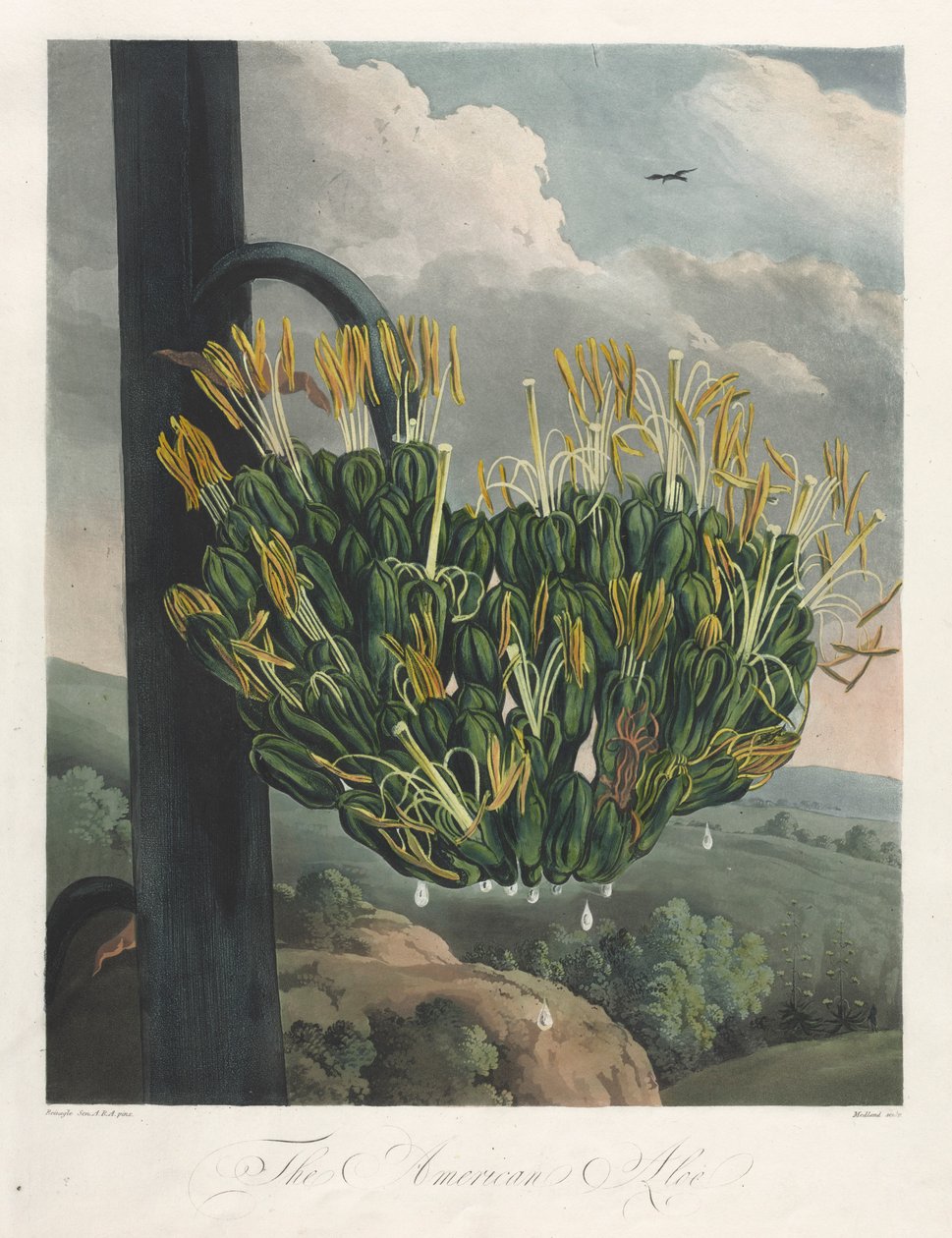 The Temple of Flora, or Garden of Nature: The American Aloe, 1807. od Robert John Thornton