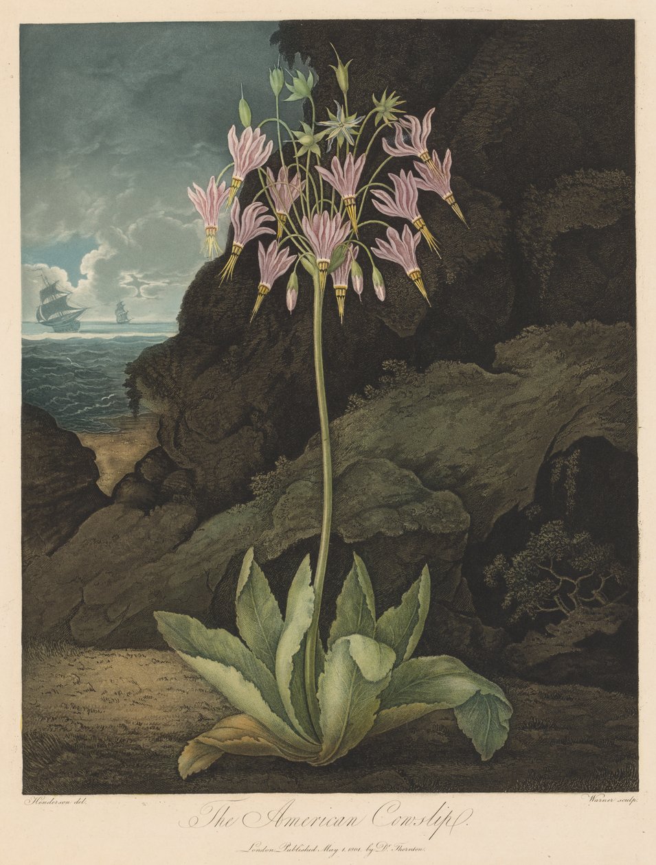 The Temple of Flora, or Garden of Nature: The American Cowslip, 1801. od Robert John Thornton