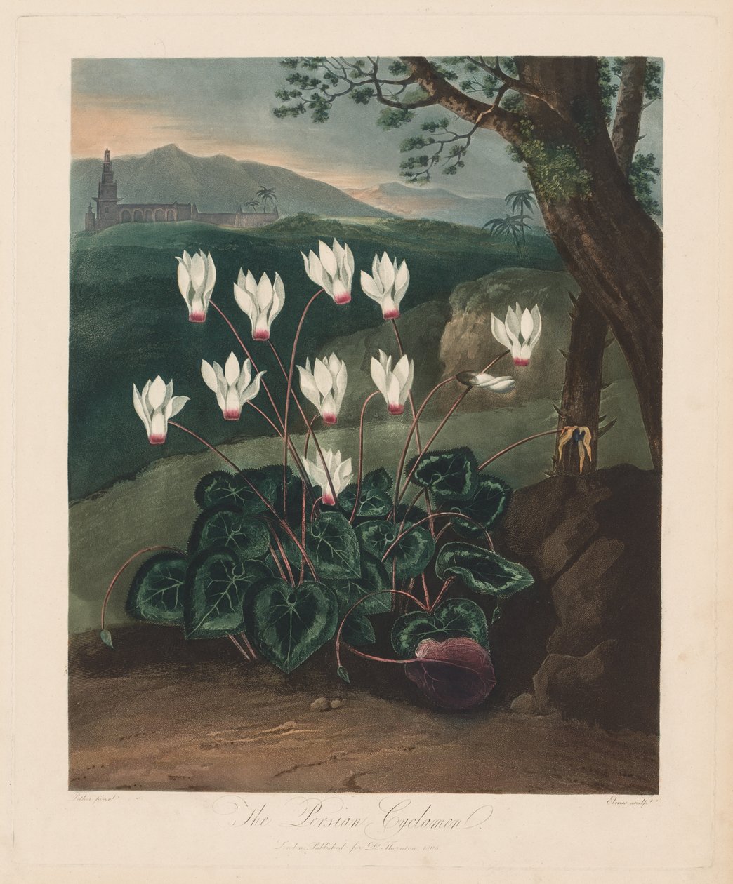 Chrám Flóry nebo zahrada přírody: Perský Cyclamen, 1799-1807. od Robert John Thornton