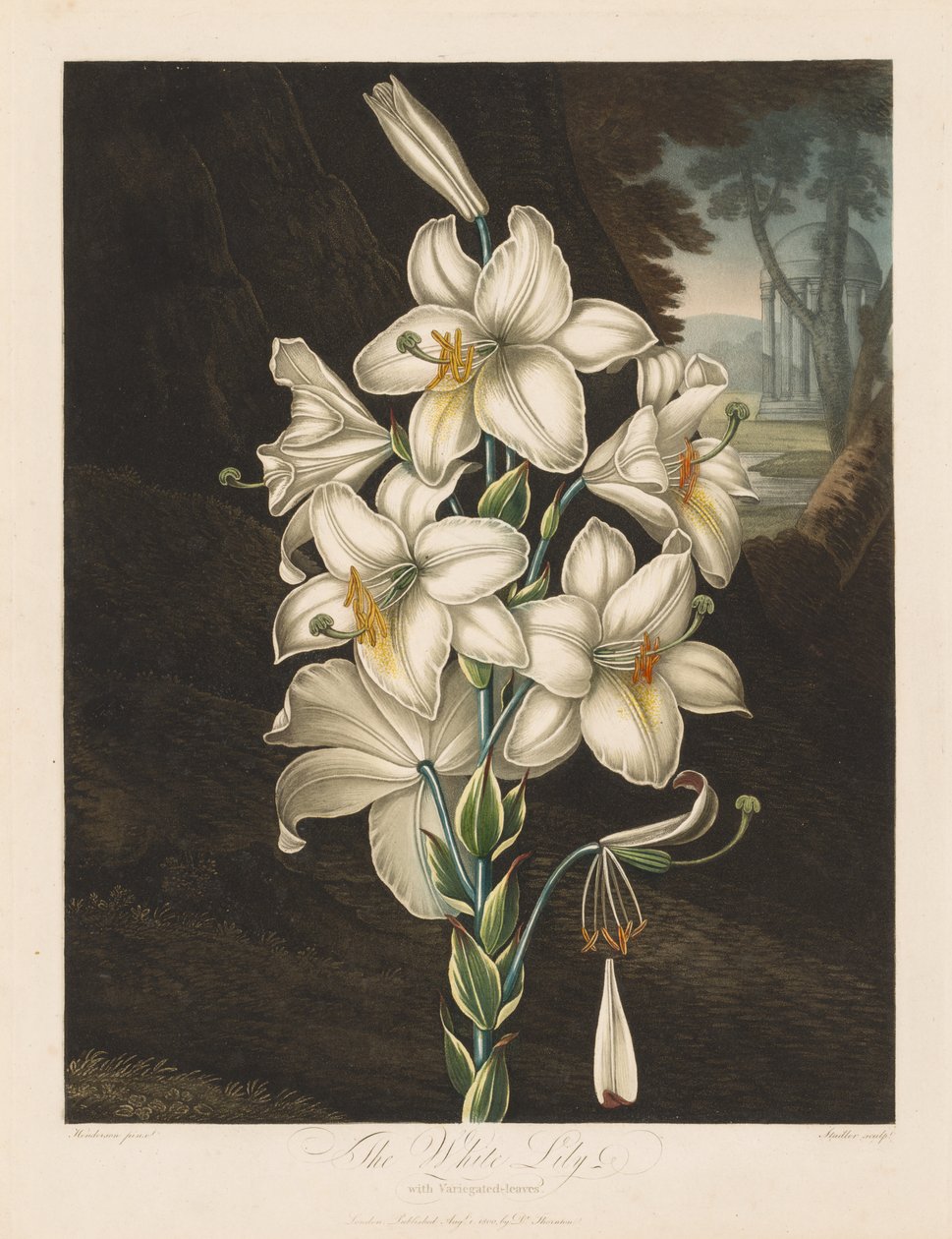 Chrám Flóry neboli zahrada přírody: Bílá lilie s pestrými listy, 1800. od Robert John Thornton