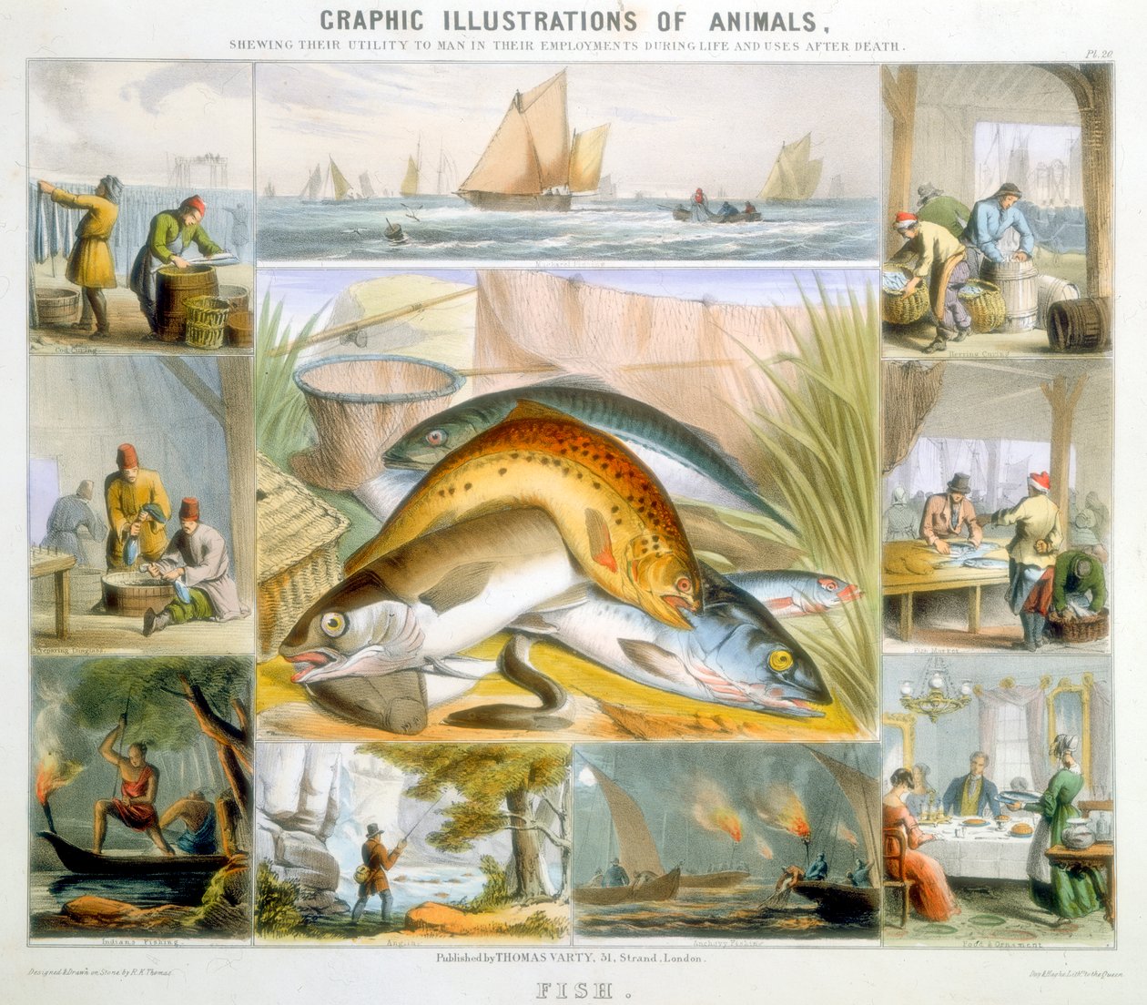 Ryba, c1850 od Robert Kent Thomas