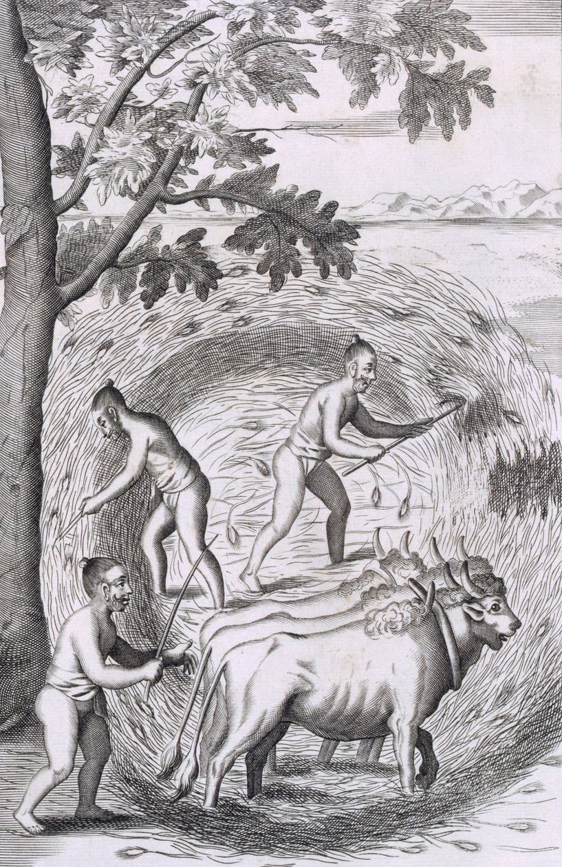 Způsob šlapání rýže, z hospody An Historical Relation of the Island Ceylon. 1681 rytina od Robert Knox