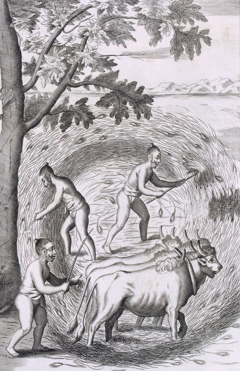 Způsob šlapání jejich rýže, hospoda. 1681. od Robert Knox