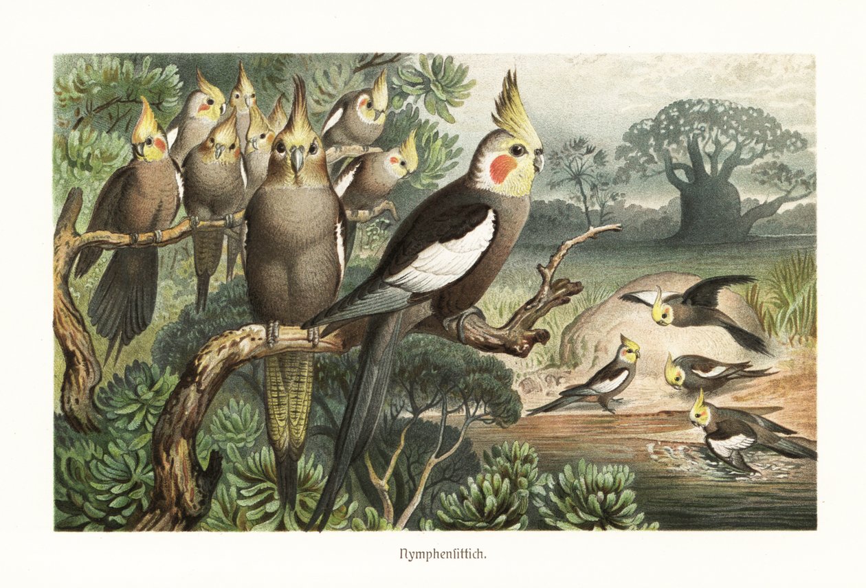 Hejno korel, Nymphicus hollandicus, u vodní díry. 1882 (chromolitograf) od Robert Kretschmer