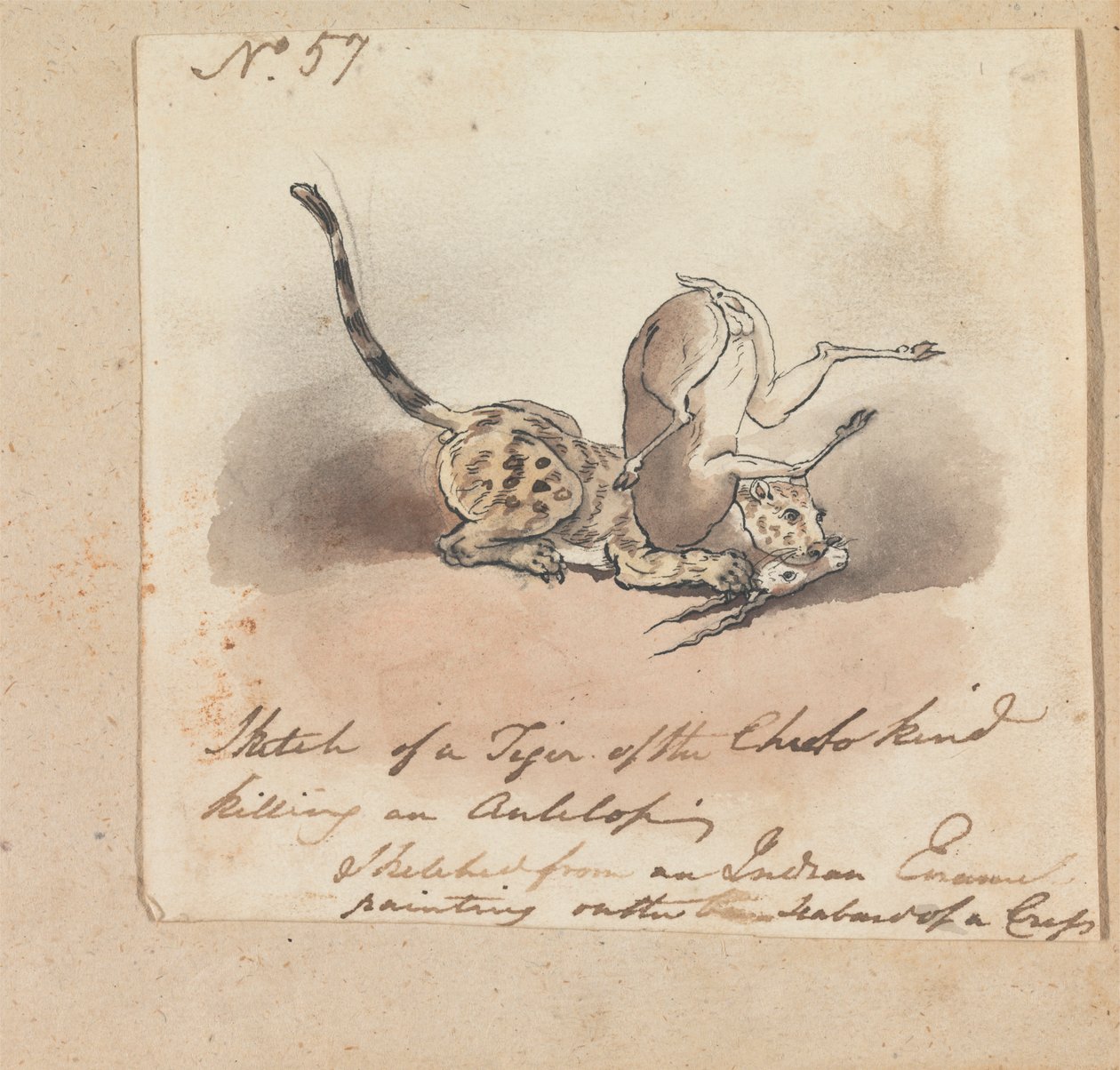 Gepard zabíjející antilopu od Robert Mabon