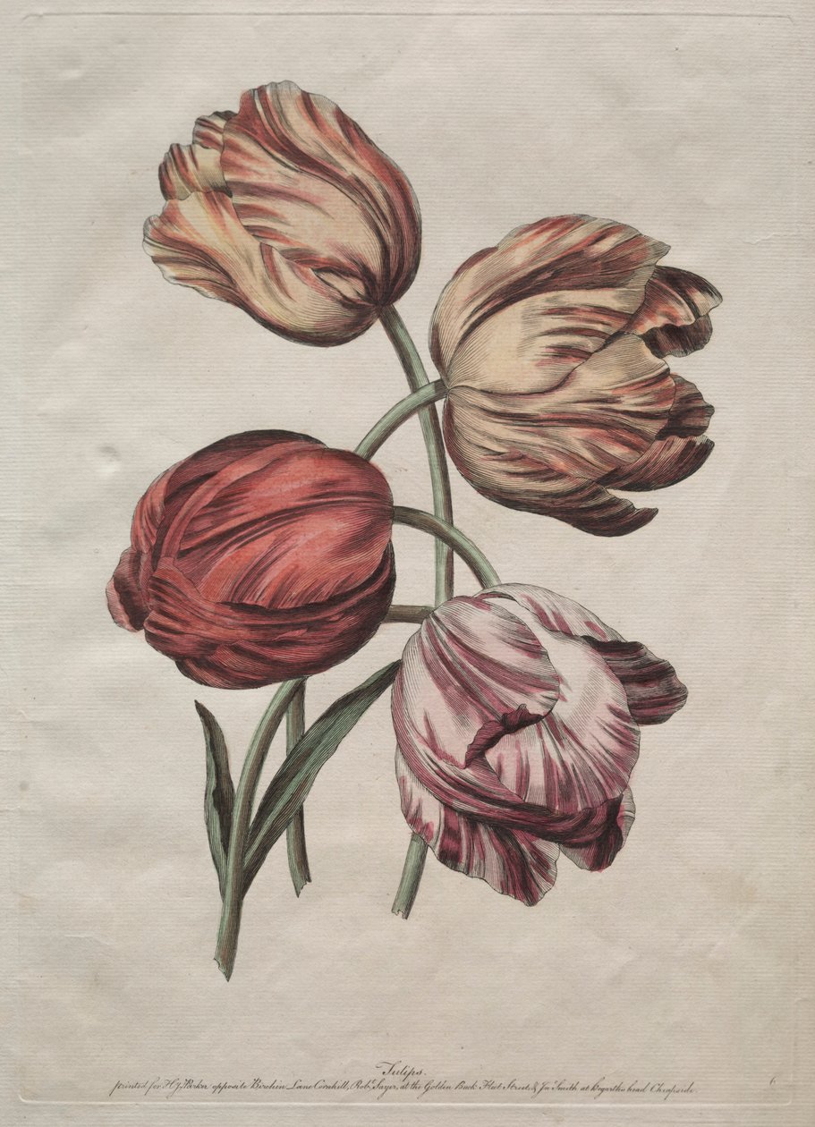 Osm krásných skupin přírodních květin v obrysech od de la Cour: Tulipány, c. 1770. od Robert Sayer
