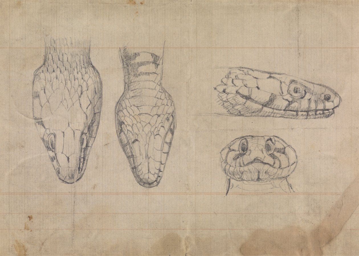 Studie hlavy hada od Robert Smirke