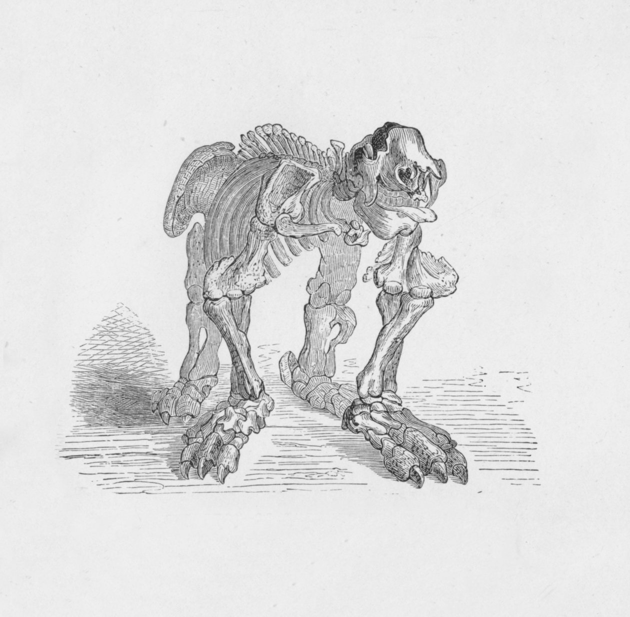 Skeleton of the Megatherium, c1885, 1890 od Robert Taylor Pritchett