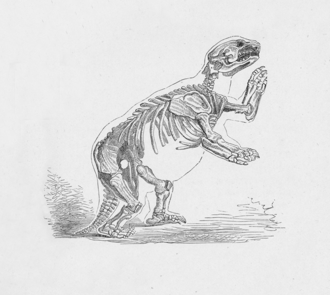 Kostra Mylodona Darwinii, c1885, 1890 od Robert Taylor Pritchett