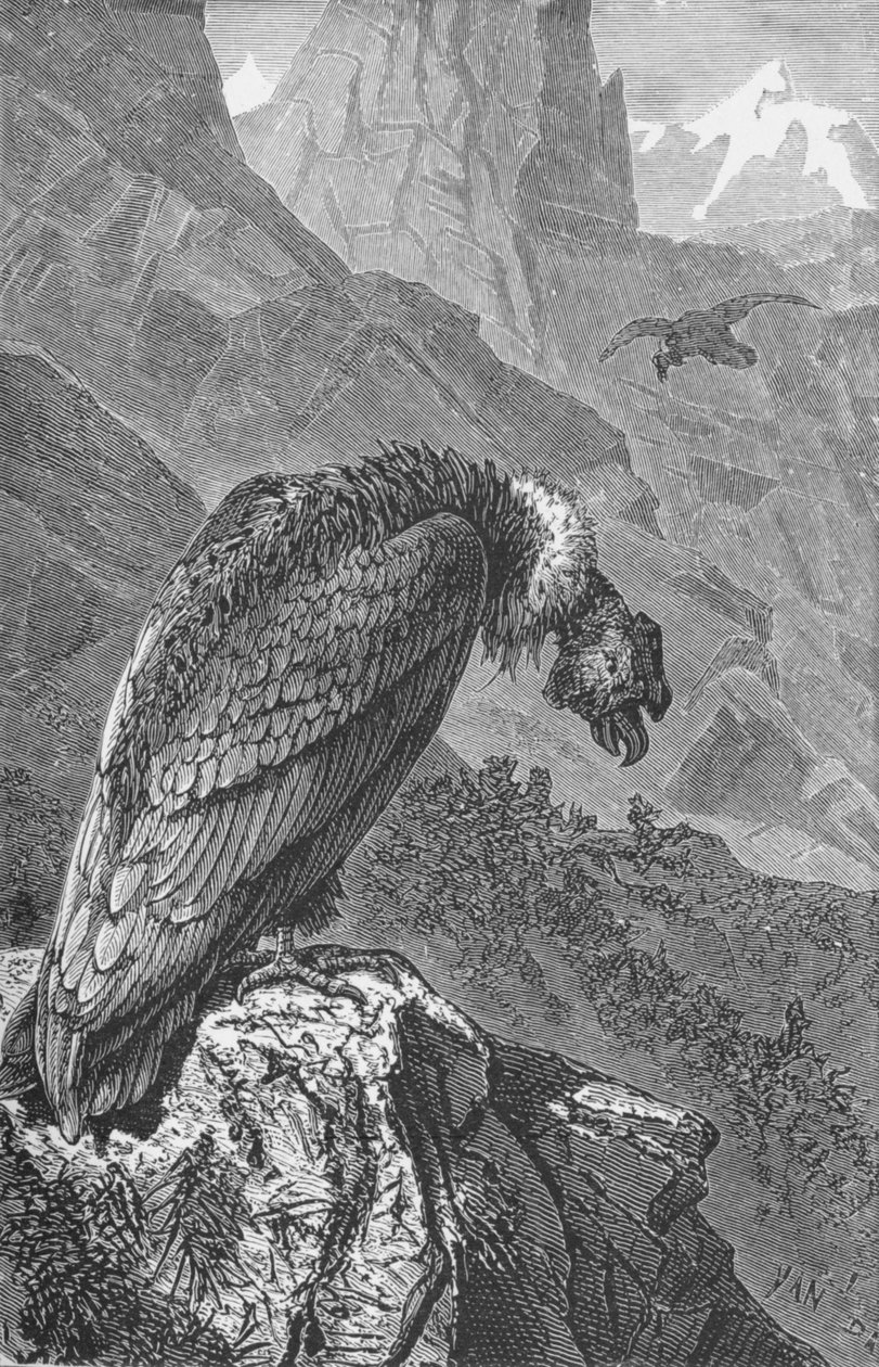 The Condor, c1885, 1890 od Robert Taylor Pritchett