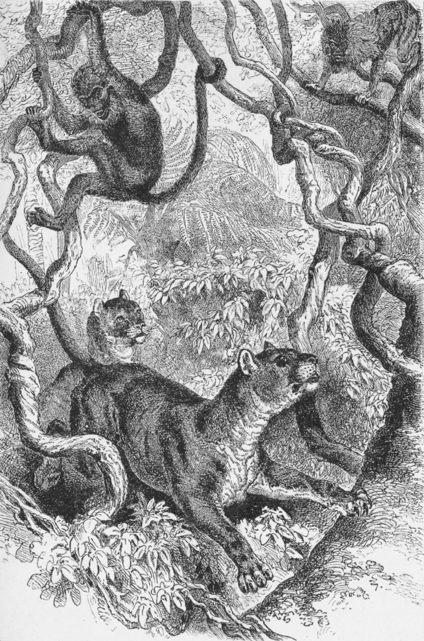 Puma, c1885, 1890 od Robert Taylor Pritchett