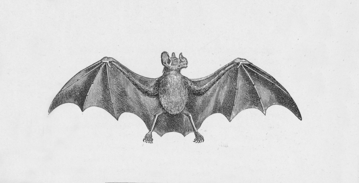 Vampire Bat, c1885, 1890 od Robert Taylor Pritchett